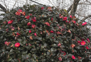 a Japanese white-eye.jpg